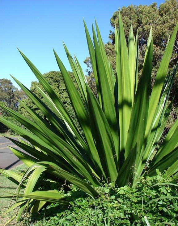 Mauritius Hemp variegata (Furcraea foetida)