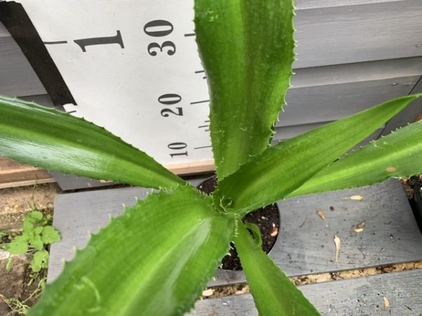 Mauritius Hemp variegata (Furcraea foetida) - Ladybird Nursery