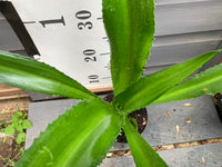 Mauritius Hemp variegata (Furcraea foetida)
