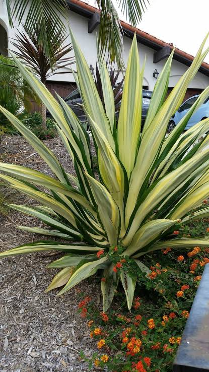 Mauritius Hemp variegata (Furcraea foetida) - Ladybird Nursery