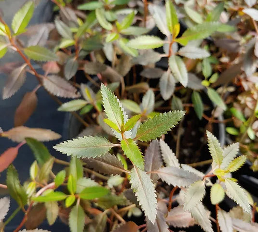 Toatoa Wellington Bronze (Haloragis erecta)