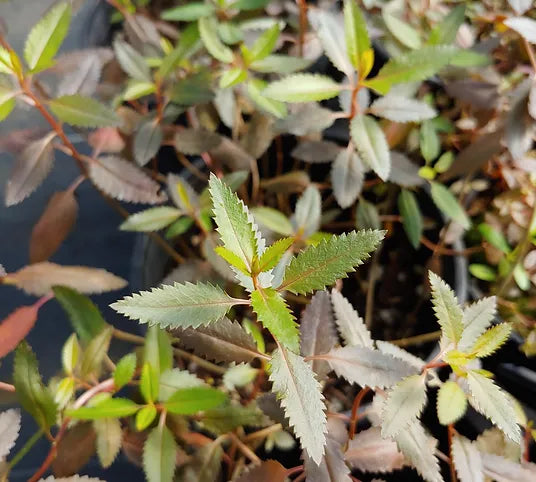 Toatoa Wellington Bronze (Haloragis erecta)