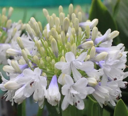 Agapanthus Maxsie™