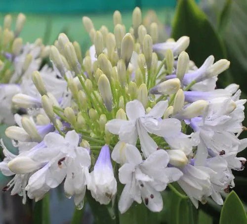 Agapanthus Maxsie™ - Ladybird Nursery