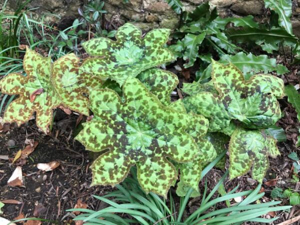 Mayapple Spotty Dotty (Podophyllum versipelle)