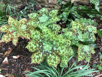 Mayapple Spotty Dotty (Podophyllum versipelle)