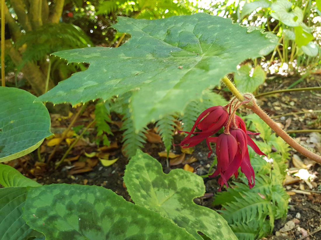 Mayapple Spotty Dotty (Podophyllum versipelle) - Ladybird Nursery
