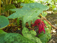 Mayapple Spotty Dotty (Podophyllum versipelle) - Ladybird Nursery