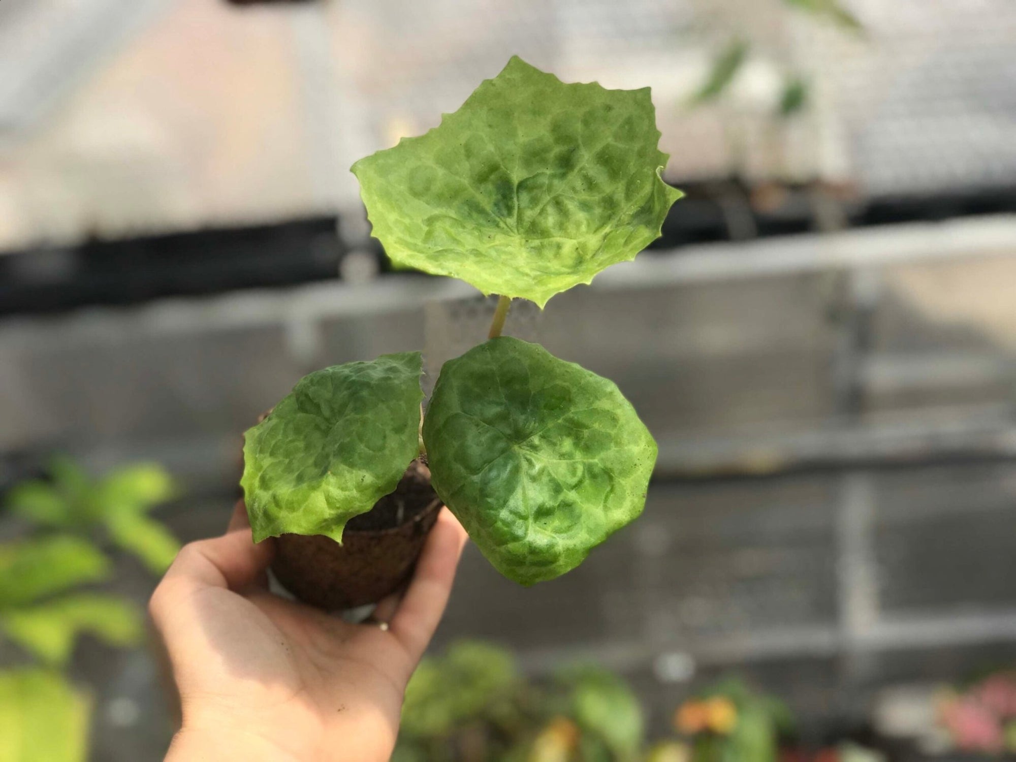 Mayapple Spotty Dotty (Podophyllum versipelle) - Ladybird Nursery