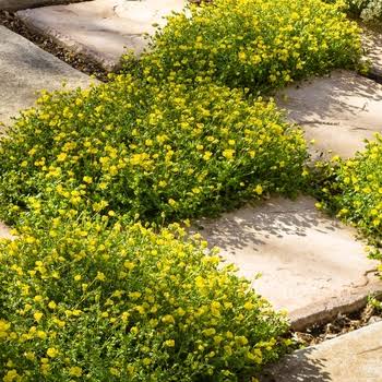 Mecardonia 'Magic Carpet Yellow' - Ladybird Nursery