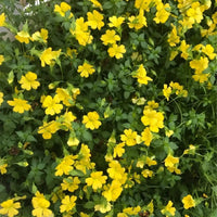 Mecardonia 'Magic Carpet Yellow' - Ladybird Nursery