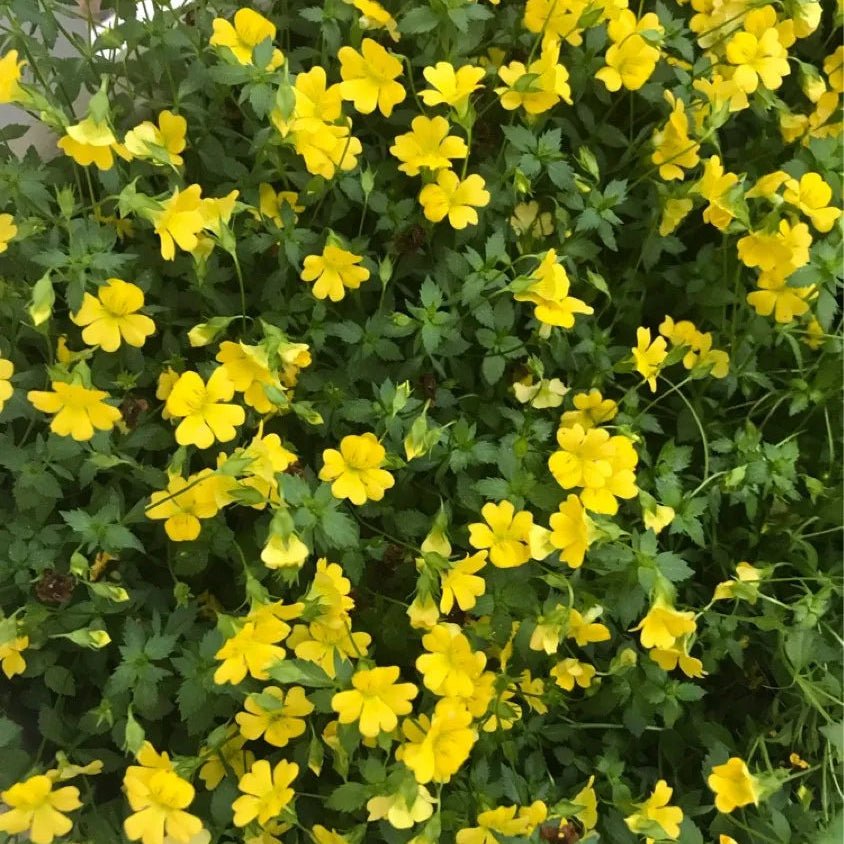 Mecardonia 'Magic Carpet Yellow' - Ladybird Nursery