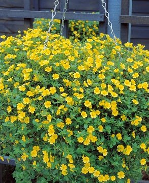 Mecardonia 'Magic Carpet Yellow' - Ladybird Nursery