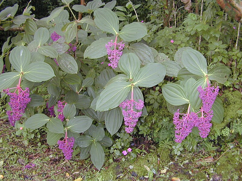 Medinilla Ballerina (Medinilla myriantha)