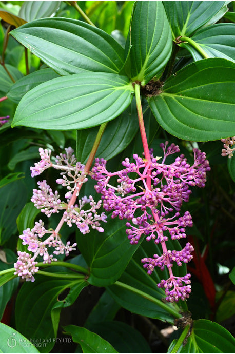 Medinilla Ballerina (Medinilla myriantha)