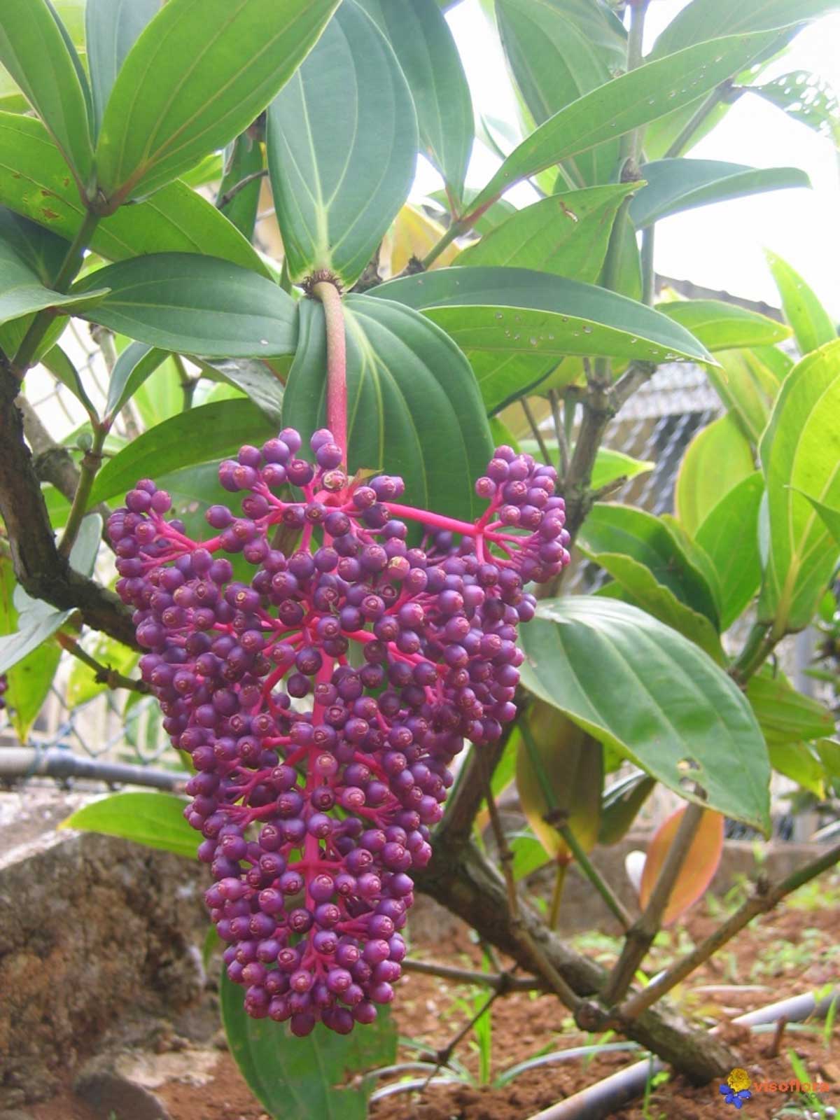 Medinilla Ballerina (Medinilla myriantha)