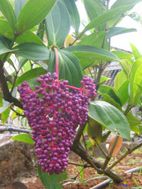Medinilla Ballerina (Medinilla myriantha)