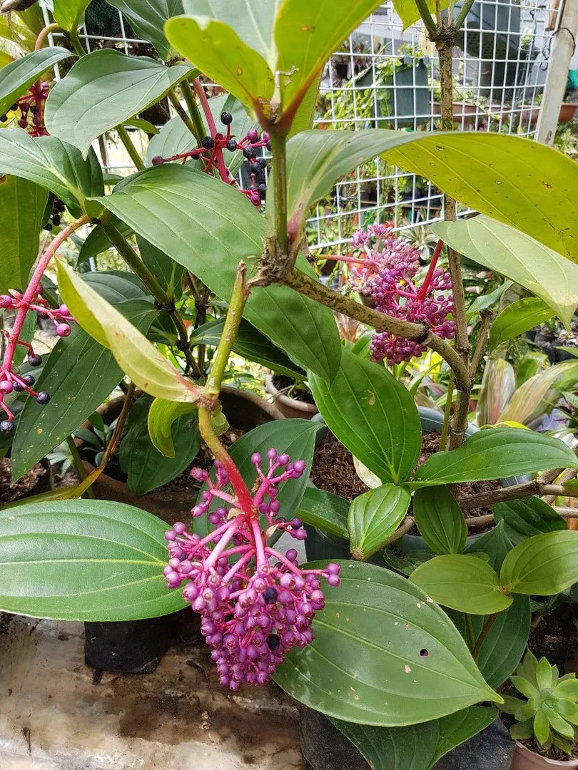 Medinilla Ballerina (Medinilla myriantha)
