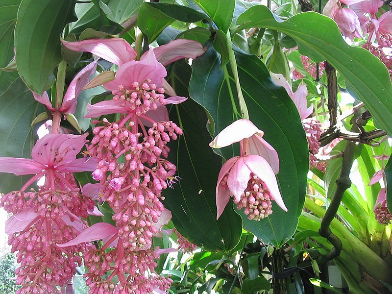Medinilla Big Mama (Medinilla apoensis) - Ladybird Nursery