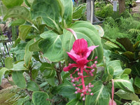 Medinilla Big Mama (Medinilla apoensis)