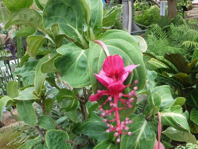 Medinilla Big Mama (Medinilla apoensis) - Ladybird Nursery
