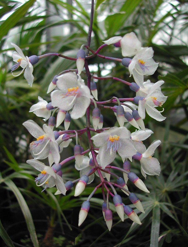 Medinilla Chandelier Plant (Medinilla crassata) - Ladybird Nursery