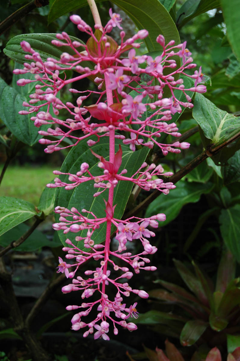 Medinilla (Medinilla banahaensis)