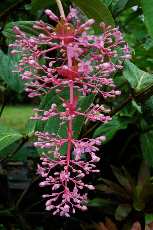 Medinilla (Medinilla banahaensis)