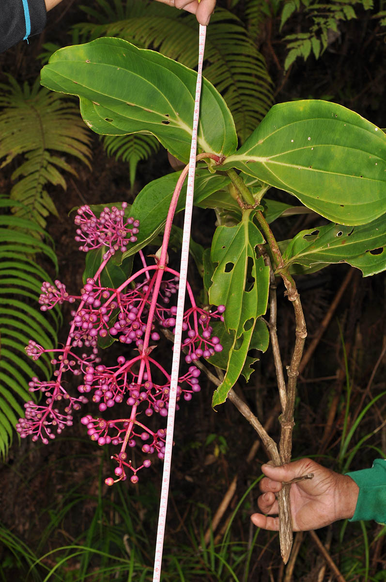 Medinilla (Medinilla banahaensis)