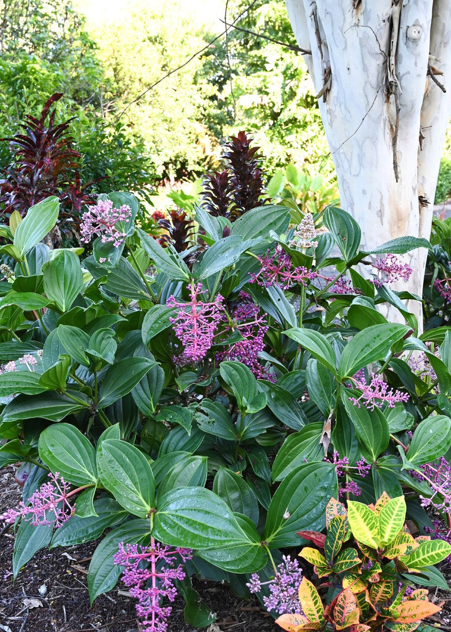 Medinilla (Medinilla banahaensis)
