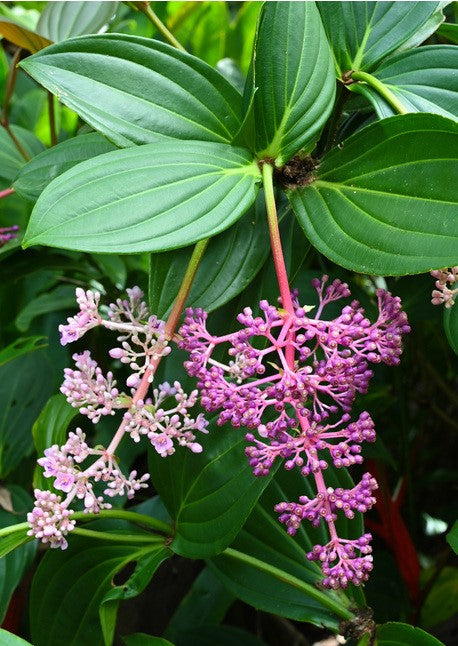 Medinilla (Medinilla banahaensis)