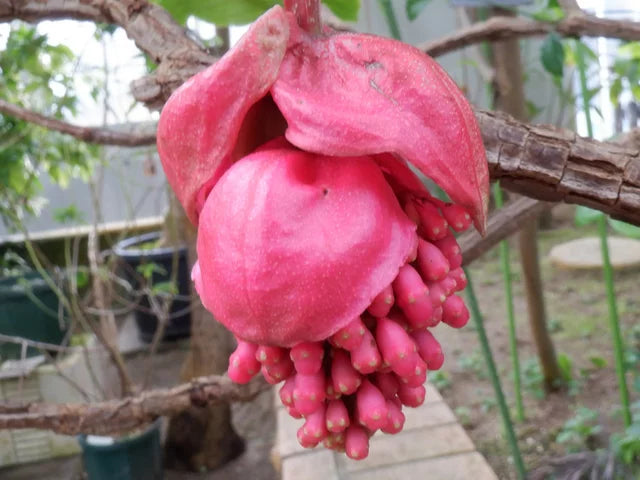 Medinilla (Medinilla hybrid)
