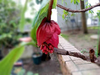 Medinilla (Medinilla hybrid) - Ladybird Nursery