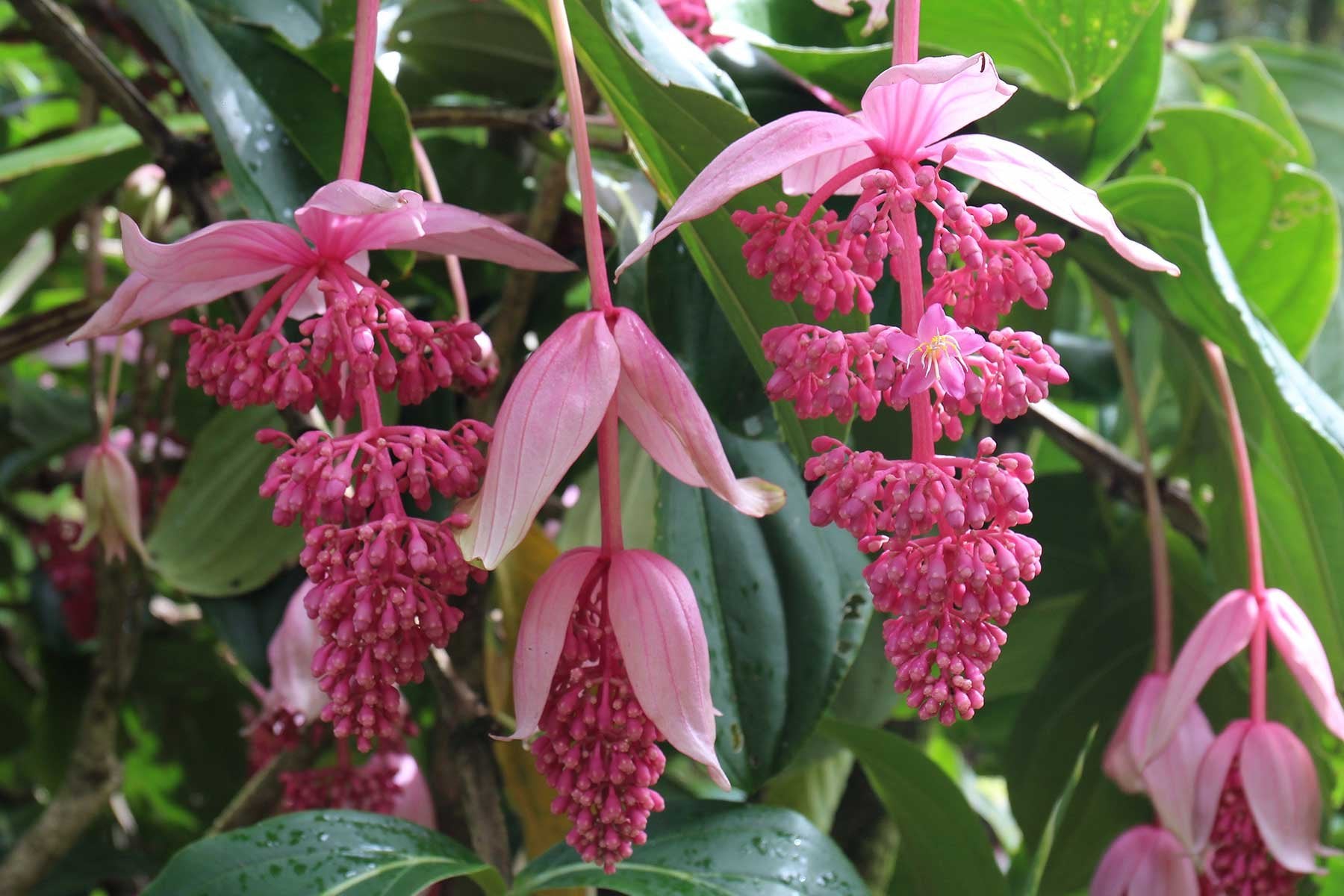 Medinilla (Medinilla hybrid)