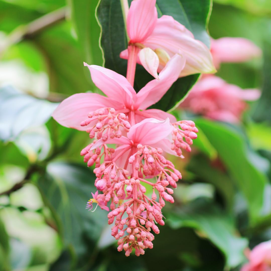 Medinilla ‘Salmon Delight’ (Medinilla magnifica) - Ladybird Nursery