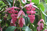 Medinilla (Medinilla magnifica)