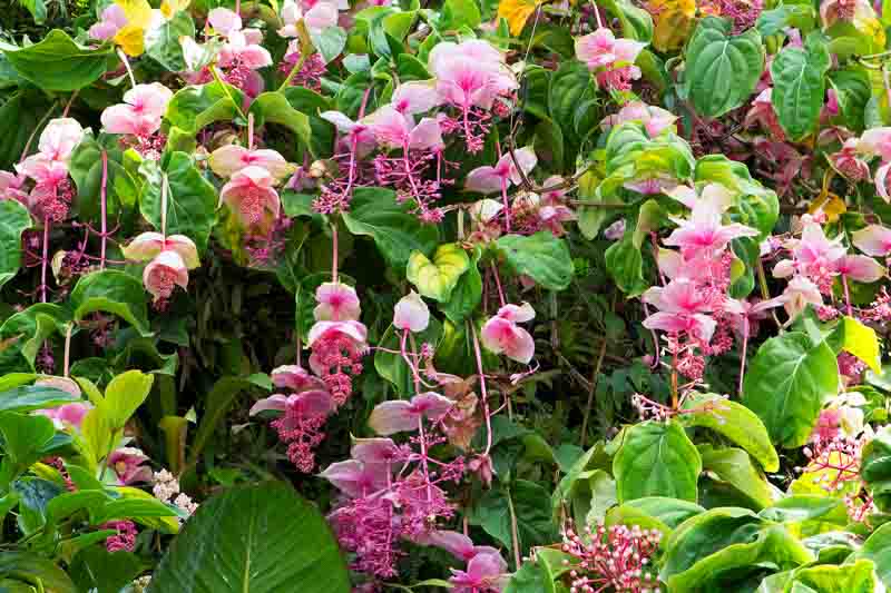 Medinilla (Medinilla magnifica) - Ladybird Nursery