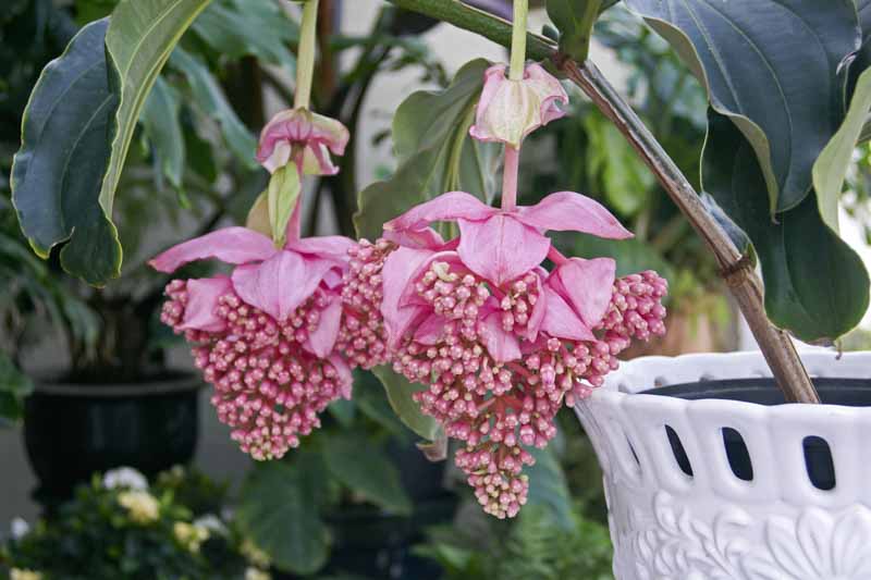 Medinilla (Medinilla magnifica)