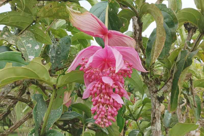Medinilla (Medinilla magnifica)