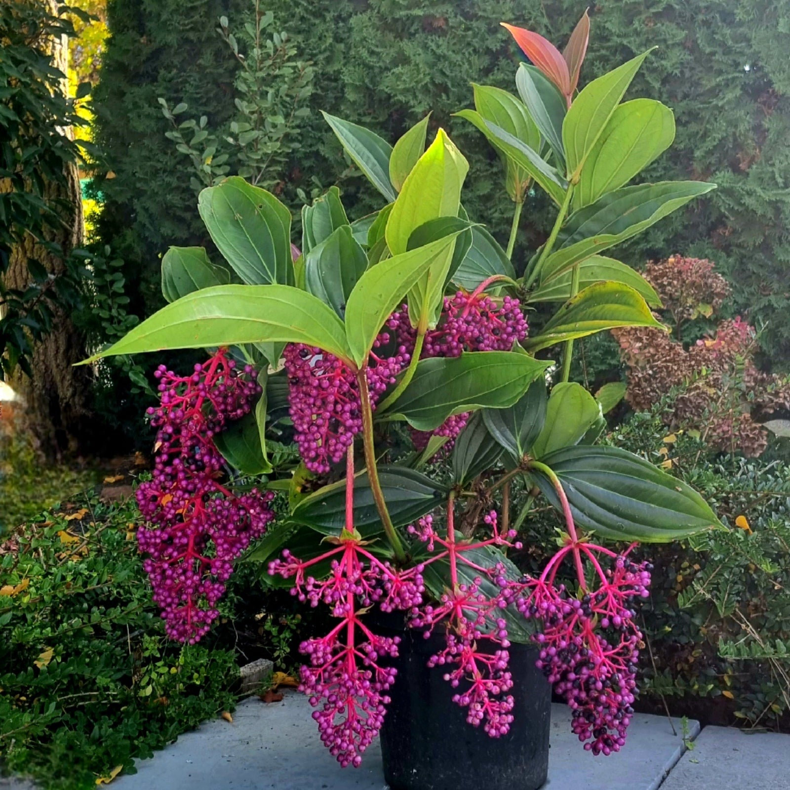Medinilla Purpurea (Medinilla myriantha) - Ladybird Nursery