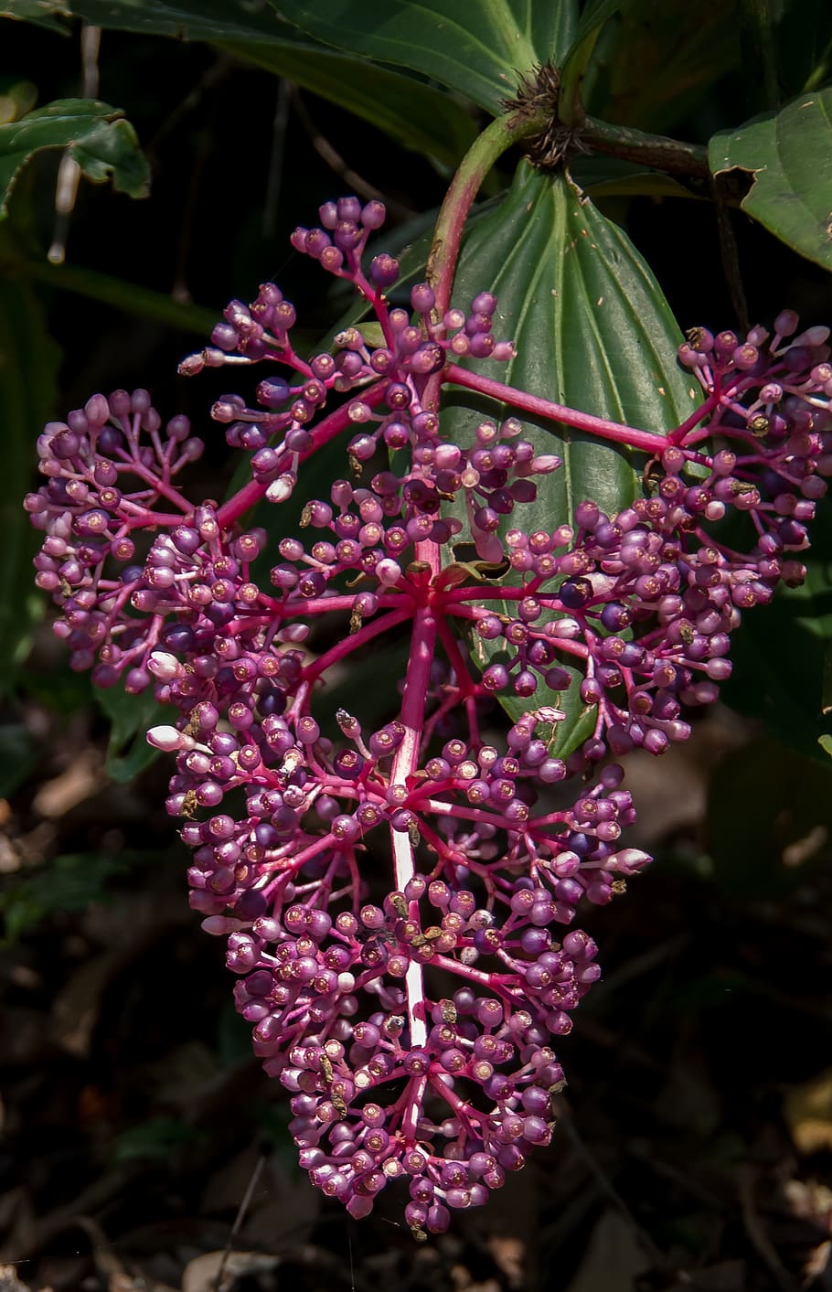 Medinilla (Medinilla myriantha)