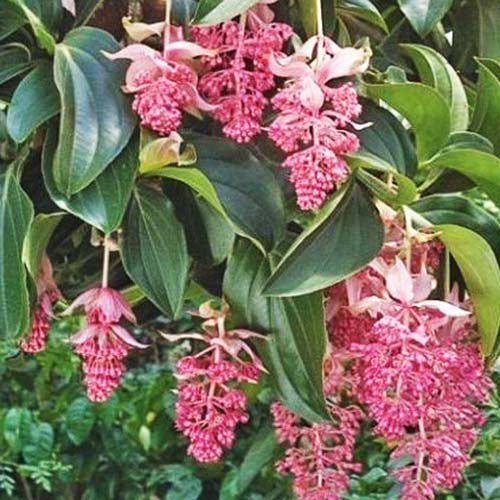 Medinilla (Medinilla myriantha) - Ladybird Nursery