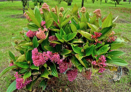 Medinilla (Medinilla myriantha) - Ladybird Nursery