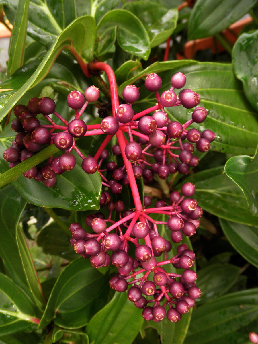 Medinilla (Medinilla pendula)