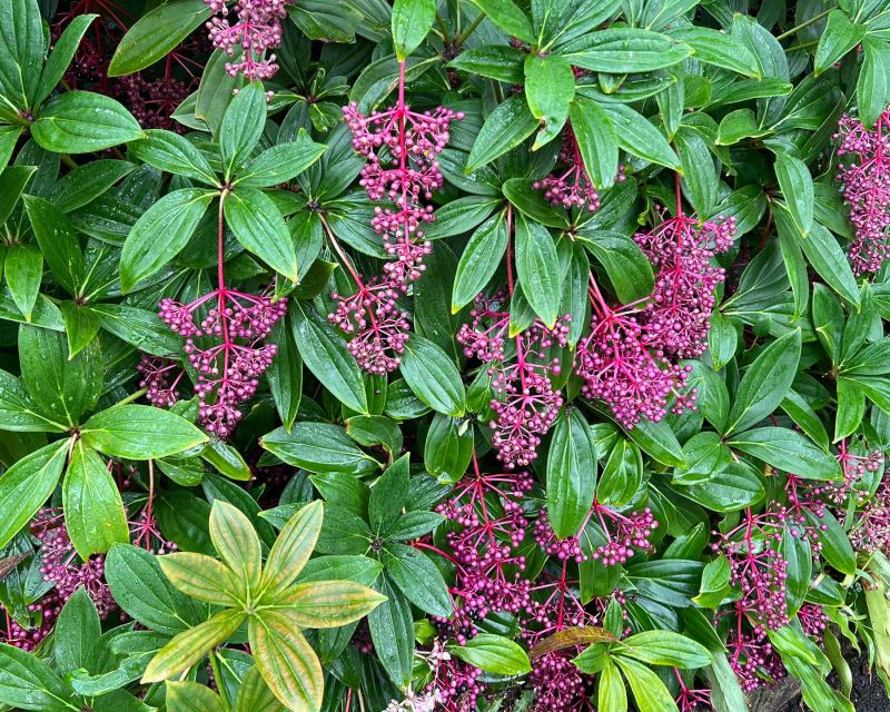 Medinilla (Medinilla pendula)