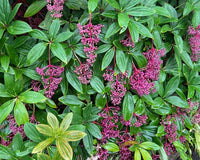 Medinilla (Medinilla pendula) - Ladybird Nursery