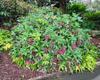 Medinilla (Medinilla pendula)