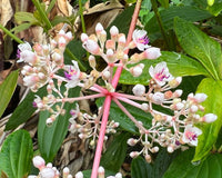 Medinilla (Medinilla pendula)