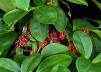 Medinilla (Medinilla succulenta)