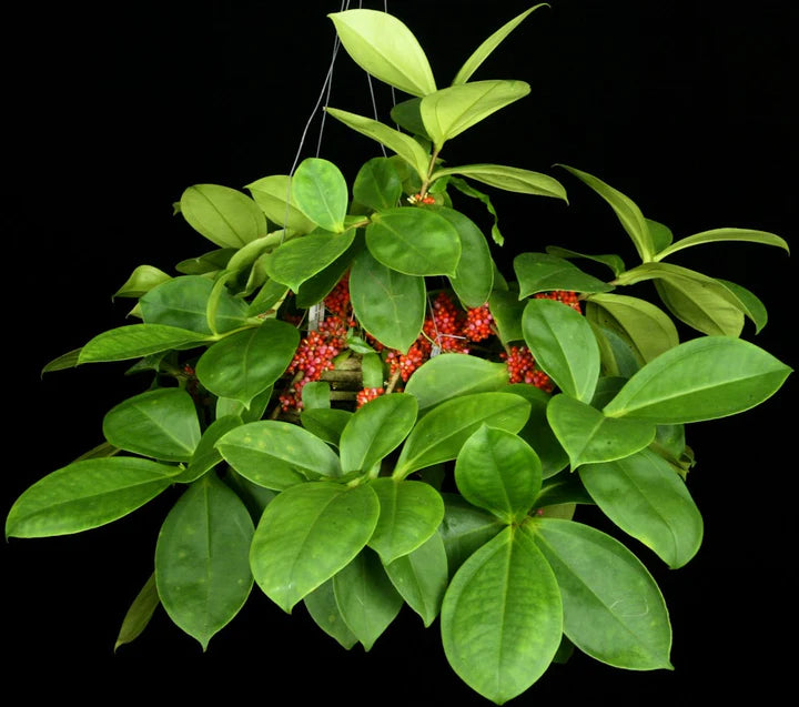 Medinilla (Medinilla succulenta)